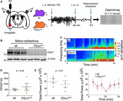 P2X7 Receptor-Dependent microRNA Expression Profile in the Brain Following Status Epilepticus in Mice